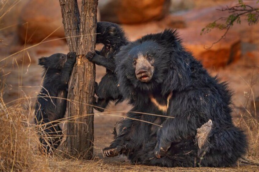 Full Day Yala National Park Safari 12 hours Private Jeep Tour 1