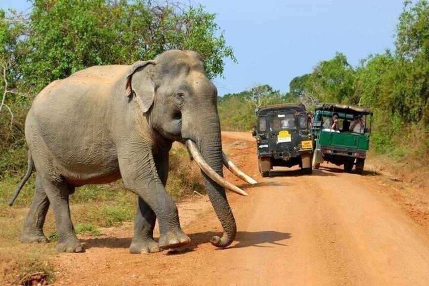 Full Day Yala National Park Safari 12 hours Private Jeep Tour 2