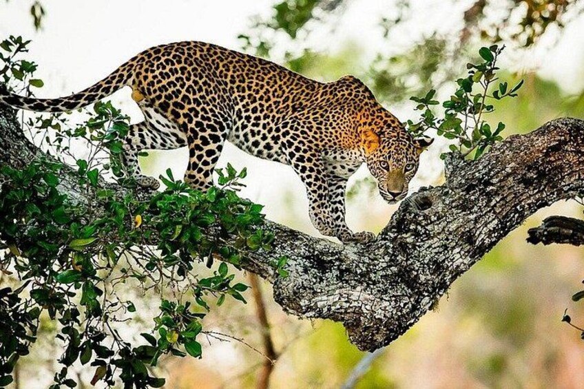 A leopard on a tree branch. 4