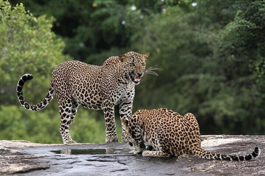 Full Day Yala National Park Safari 12H Private Tour Sri Lanka 1