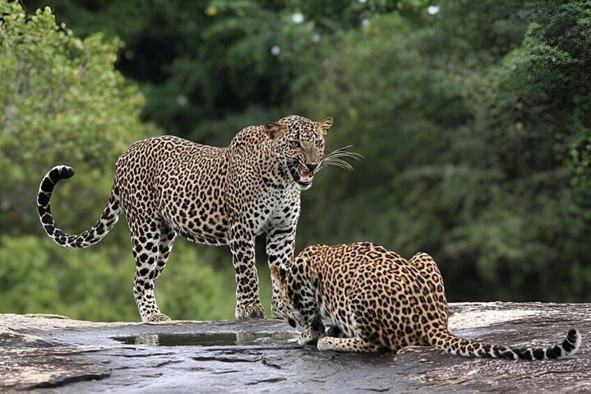 To leoparder, hvoraf den ene står og den anden ligger ned, i et naturligt landskab med træer i baggrunden. 1