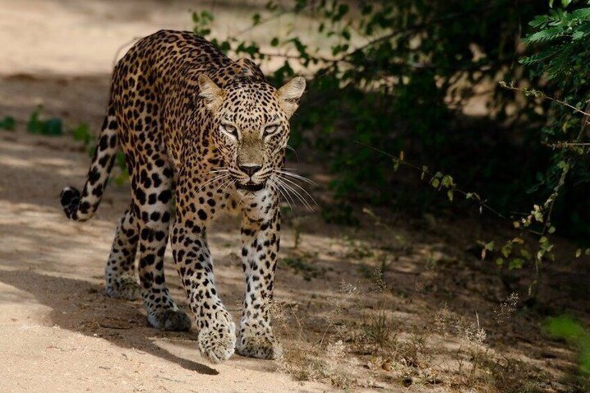 Full Day Yala National Park Safari 12 hours Private Jeep Tour 3