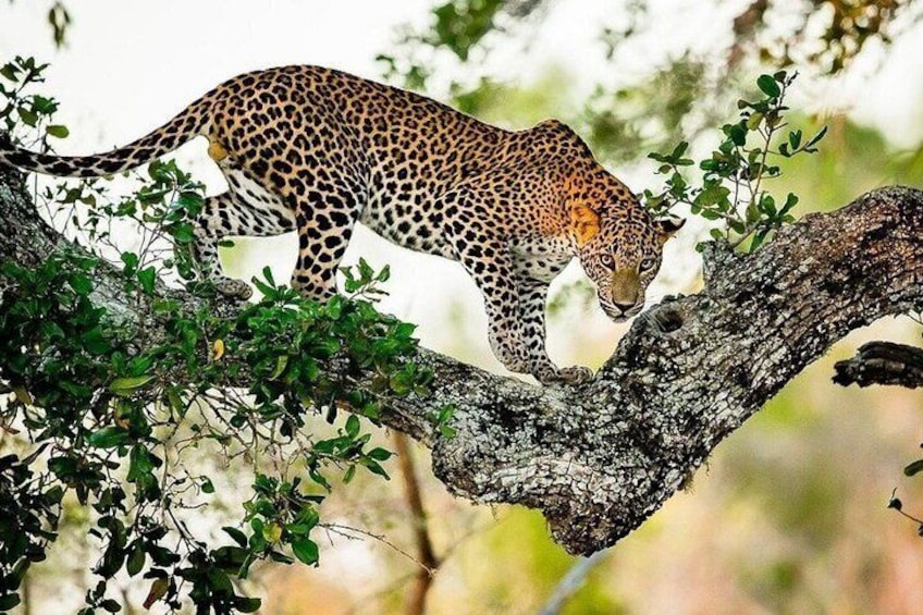 Full Day Yala National Park Safari 12 hours Private Jeep Tour 4