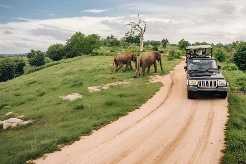 Full Day Yala National Park Safari 12 hours Private Jeep Tour 5