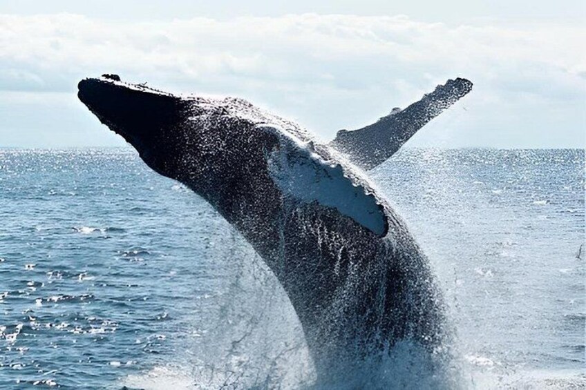 Cape Town To Hermanus Whale Watch and Penguin Shuttle Services 4