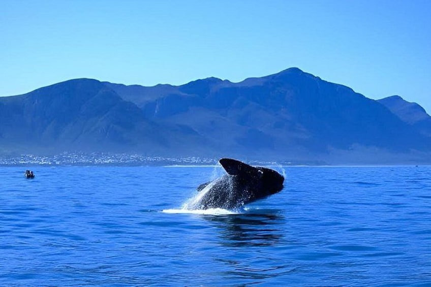 Cape Town To Hermanus Whale Watch and Penguin Shuttle Services 5