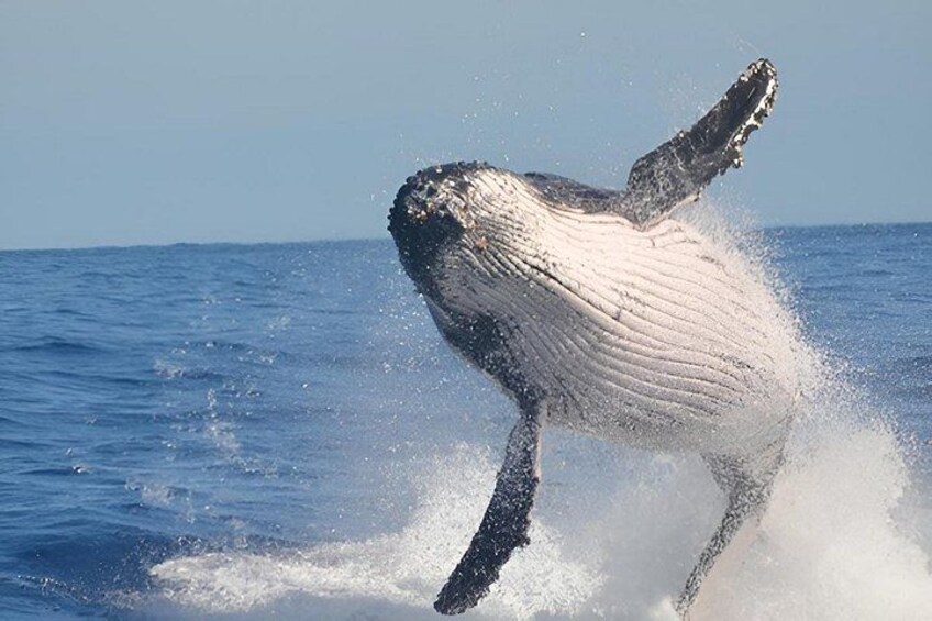 Cape Town To Hermanus Whale Watch and Penguin Shuttle Services 1