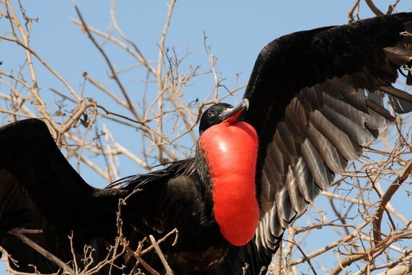 A large bird with a red beak and black feathers perched on a branch. 3