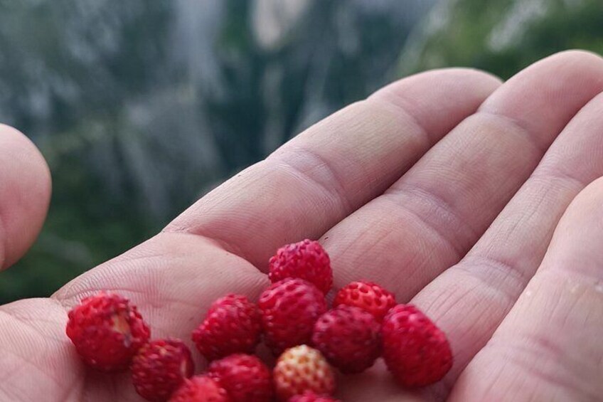 A hand holding several raspberries. 2