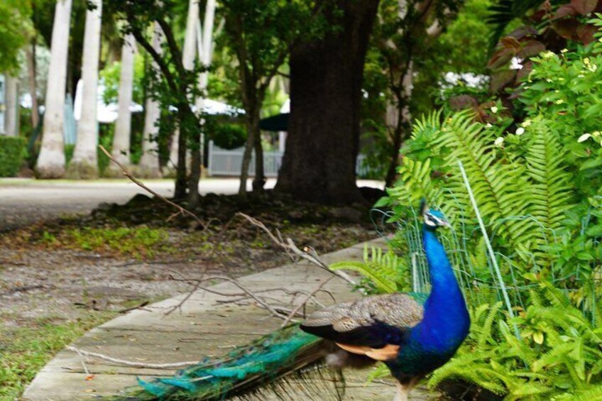 Miami’s Wildest Decade: An 80s True Crime and History Tour 4