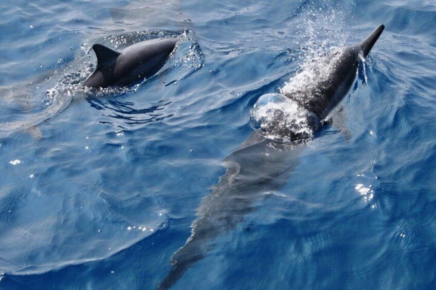 Private Snorkeling and Boat Tour in Kona Hawaii 4