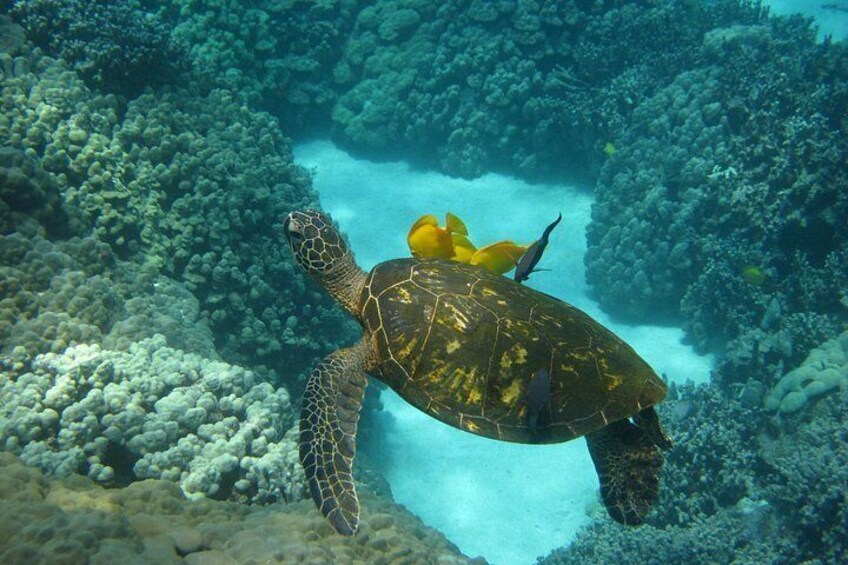 A sea turtle swimming near a coral reef. 3
