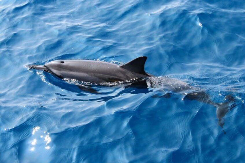 Private Snorkeling and Boat Tour in Kona Hawaii 5