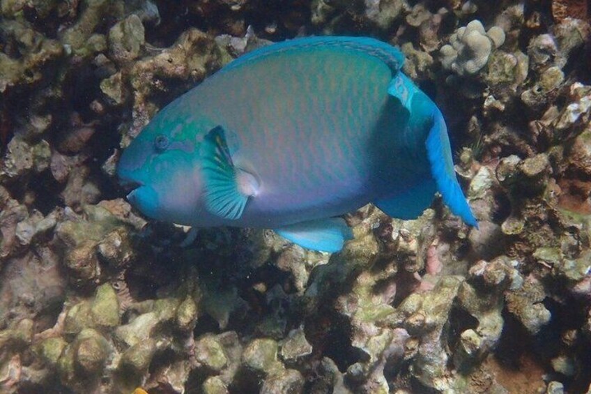 Private Snorkeling and Boat Tour in Kona Hawaii 2