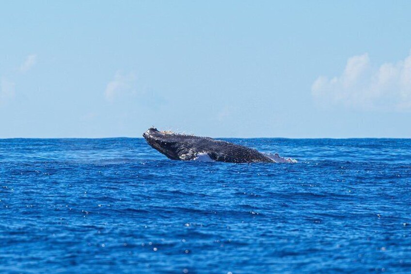A whale breaching the ocean surface. 4