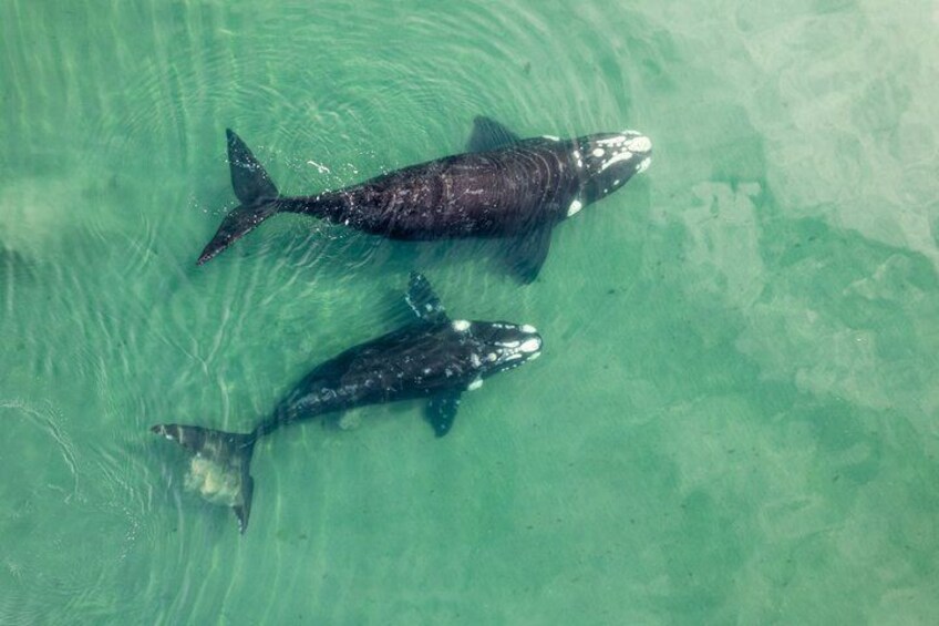 Guided Whale Watching and History Tour from Florianopolis 1