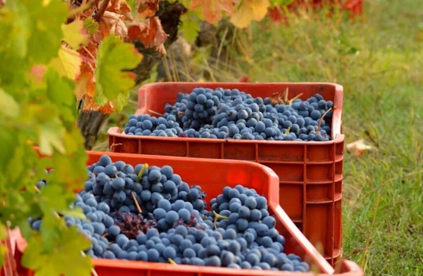 Picture 11 for Activity Casalnoceto: Winery Tour with Wine Tasting & Local Food 3