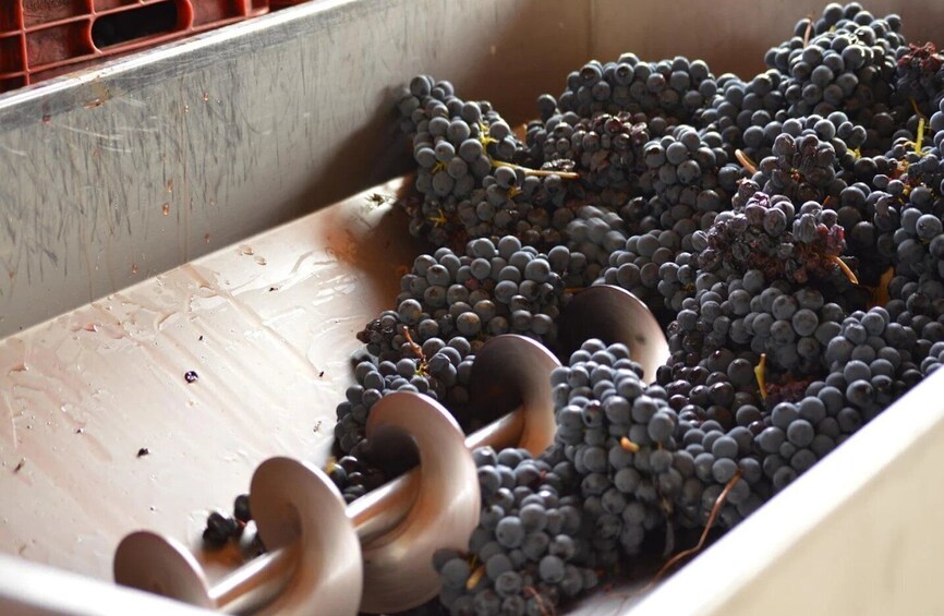 Picture 9 for Activity Casalnoceto: Winery Tour with Wine Tasting & Local Food 4