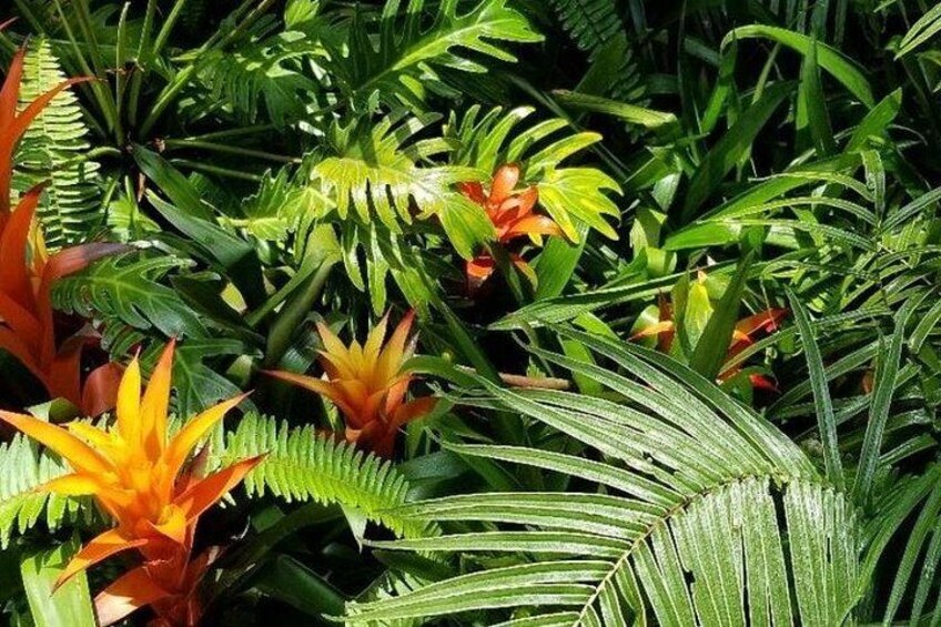 A dense tropical garden with various green and orange foliage, including broad-leafed plants and flowering plants with yellow and red blooms. 4