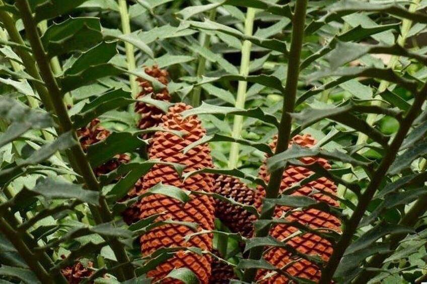 A plant with red and green leaves and red, textured seed pods. 3