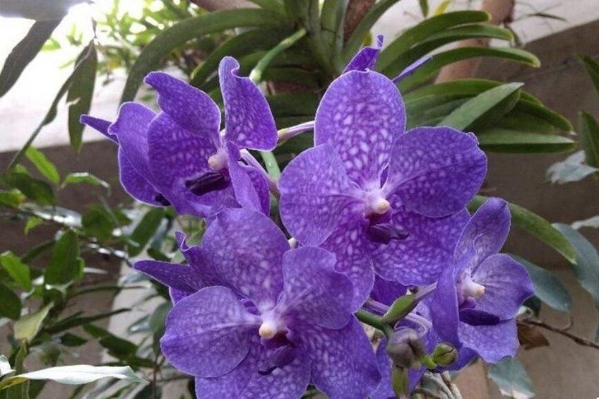 Purple orchids with white speckles, green leaves, and a blurred background. 2