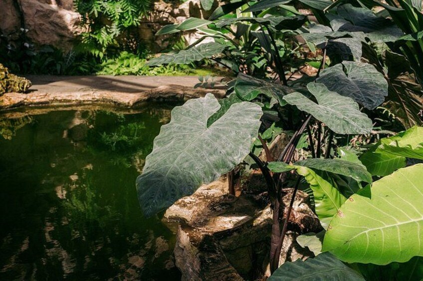 A pond with large green leaves in the foreground and a rocky edge. 5