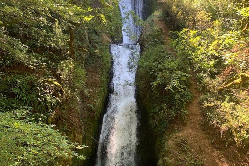 A waterfall surrounded by dense green foliage. 3