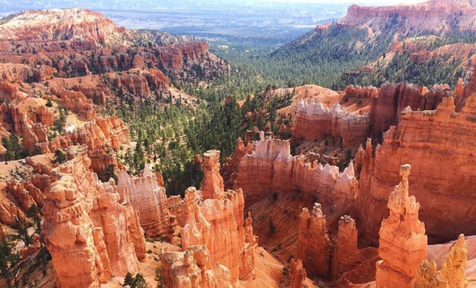 A canyon with red rock formations and green trees. 1