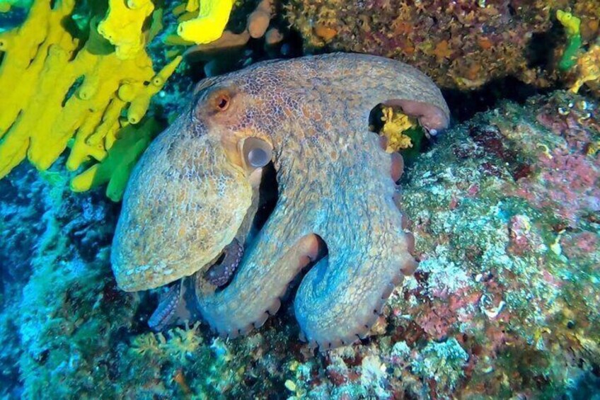 Diving in Novalja for Children and Adults 5