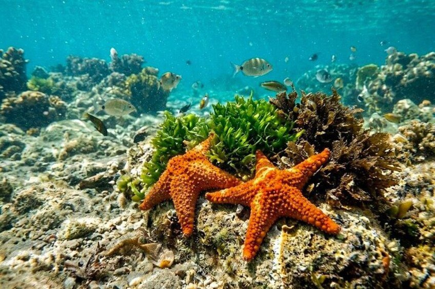 Two orange starfish on a coral reef with various fish swimming around. 3