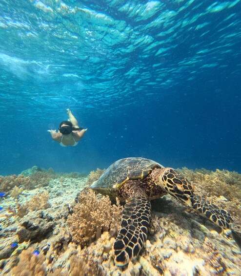 Picture 9 for Activity Gili Islands: Private Snorkeling Trip with Glass-Bottom Boat 2