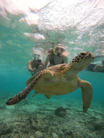 A sea turtle swimming underwater with snorkelers observing. 3