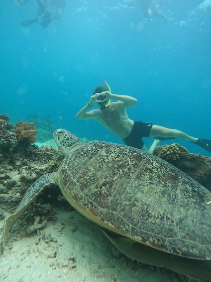 A diver and a sea turtle underwater. 4