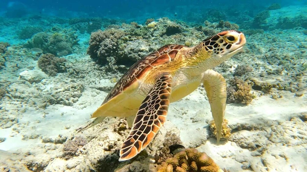 Picture 1 for Activity Gili Islands: Private Snorkeling Trip with Glass-Bottom Boat 1