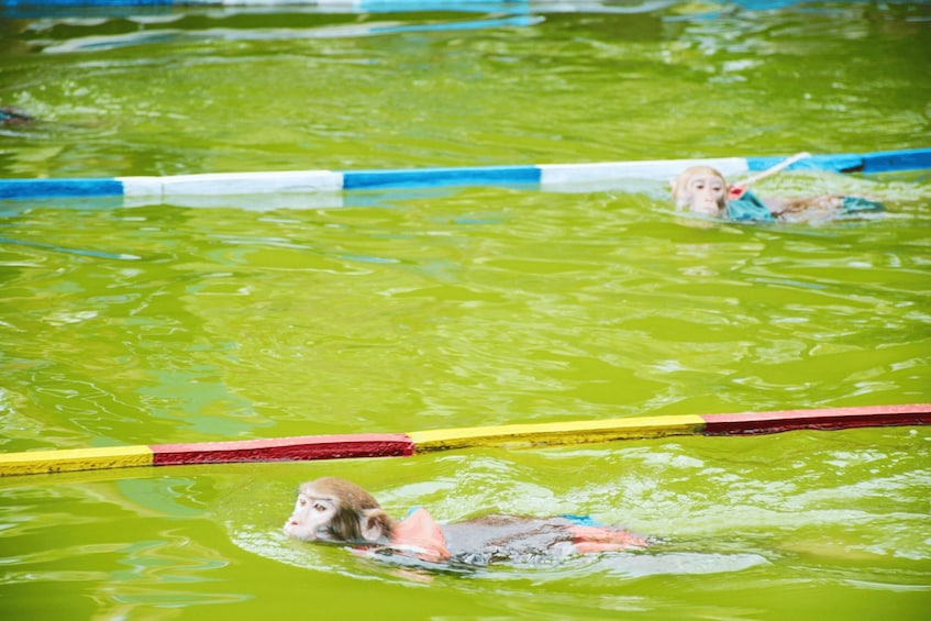 A pool with green water and a person swimming. 3