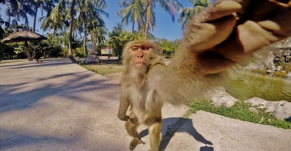 A monkey on a concrete path with palm trees and a thatched umbrella in the background. 5