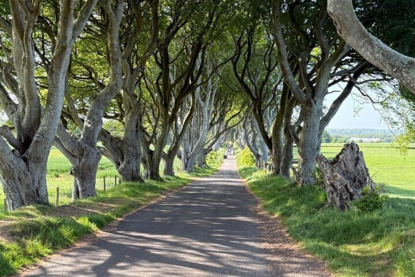 Explore the Dark Hedges and Giants Causeway on a Private Tour 1