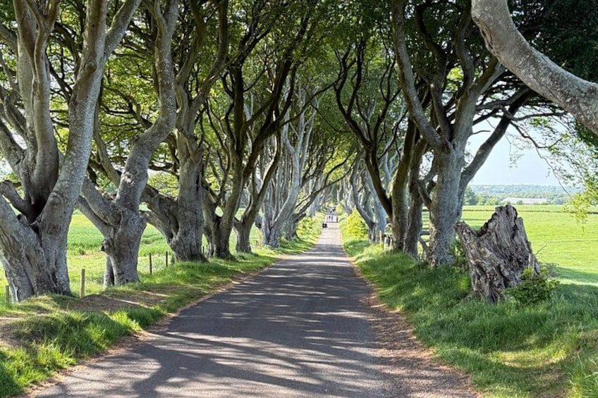 A tree-lined pathway with a grassy field on either side. 1