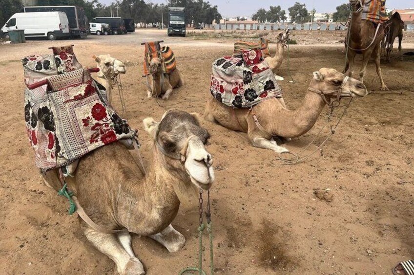 Agadir Camel Riding Tour with Coco Polizzi Medina Ticket 5
