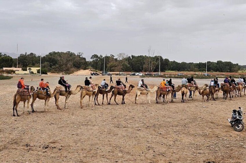 Agadir Camel Riding Tour with Coco Polizzi Medina Ticket 3