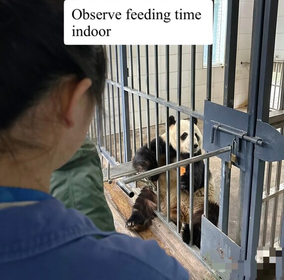 Una persona observando pandas dentro de un recinto zoológico. 1