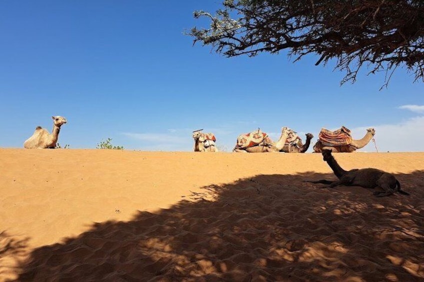 4x4 Jeep Safari in Agadir Mini Sahara and Berber Lunch 5
