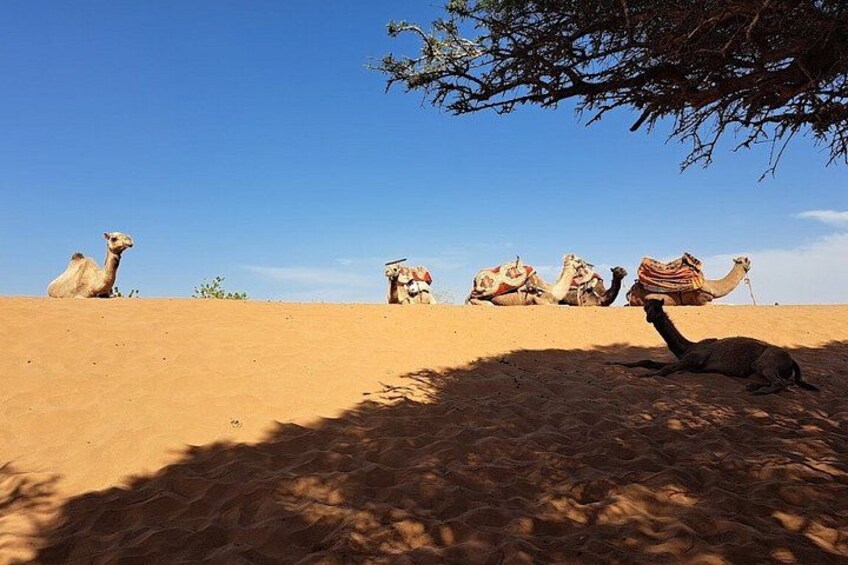 4x4 Jeep Safari in Agadir Mini Sahara and Berber Lunch 5