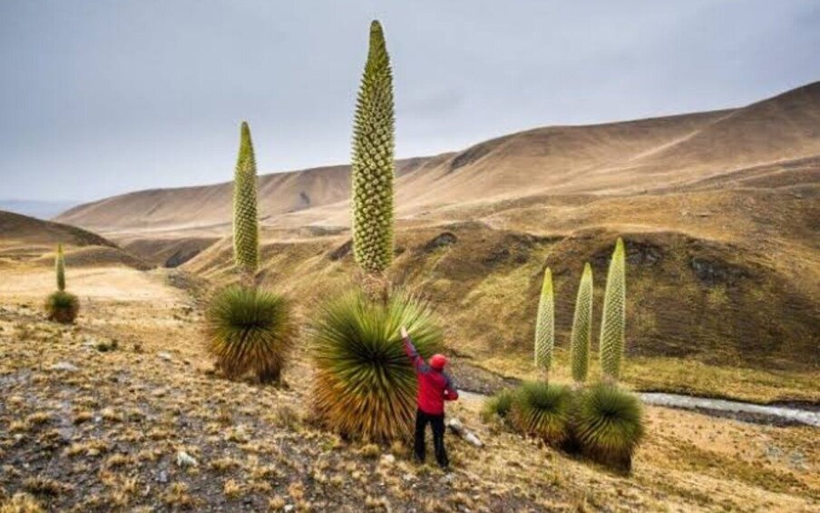 Picture 2 for Activity From Ayacucho: Excursion to Vilcashuamán, Pumacocha, and Puyas de Raimondi 4