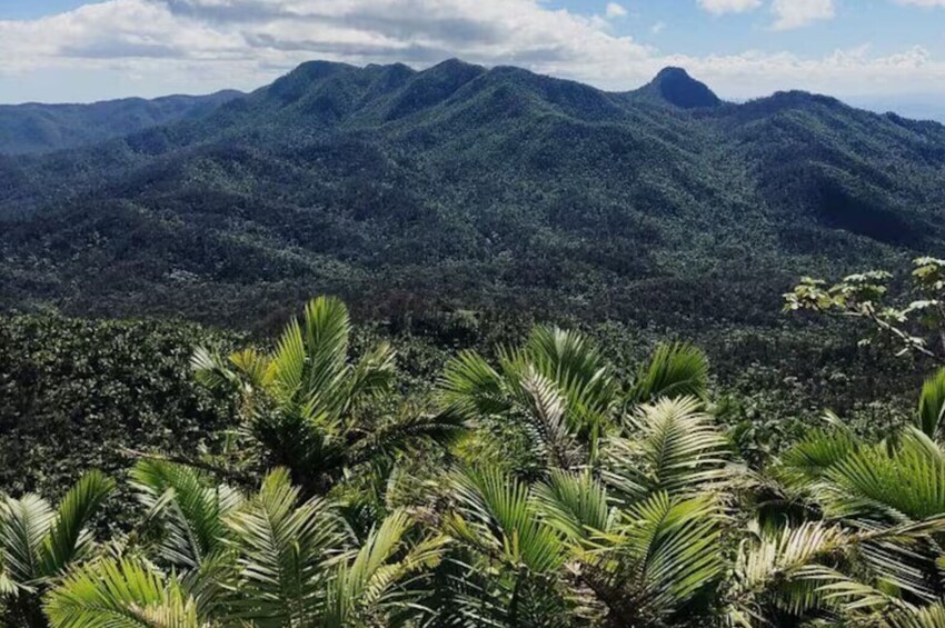 A mountainous landscape with dense forest and palm trees in the foreground. 1