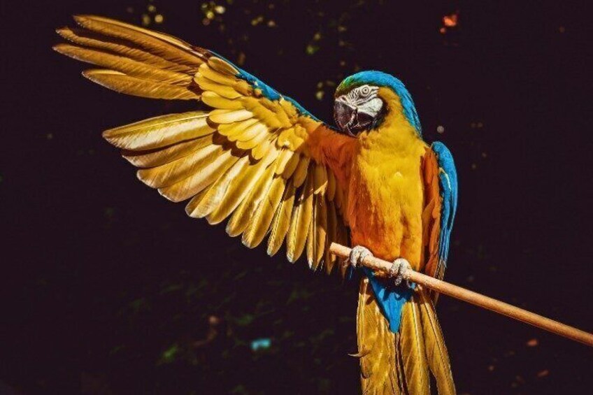 Tambopata 4 Day Amazon Jungle Adventure from Puerto Maldonado 3