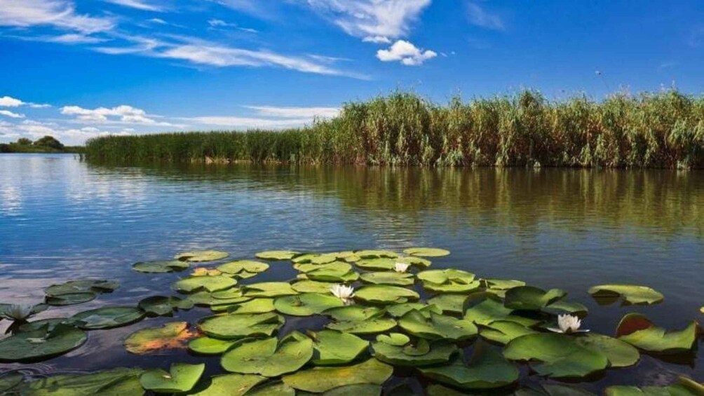 Picture 2 for Activity Day Trip to the Danube Delta – Murighiol 3
