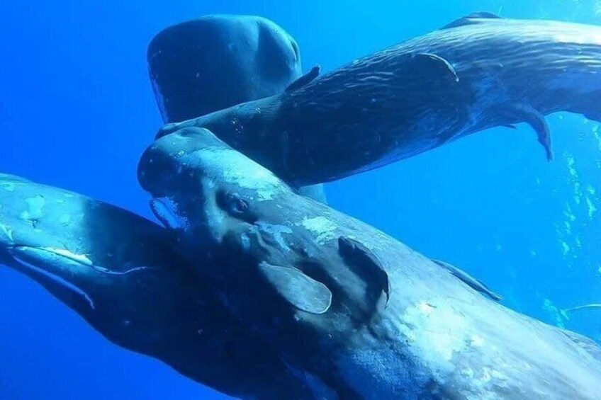 A large whale swimming underwater. 3