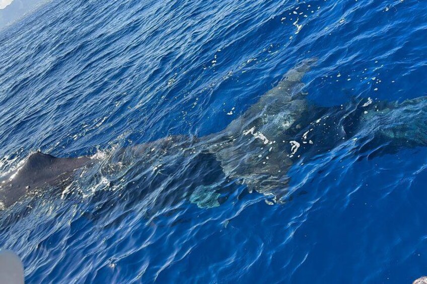 A large shark swimming in the ocean. 4