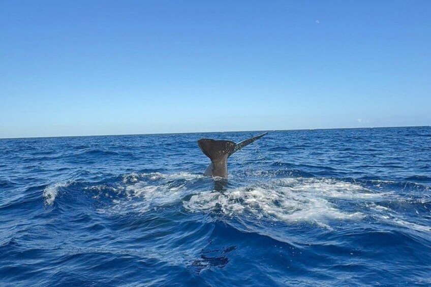A whale's tail breaching the ocean surface. 2